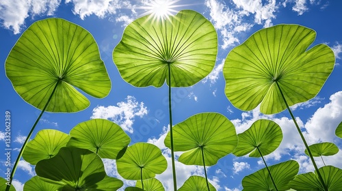 Radiant Green Lotus Leaves Under a Sunny Sky