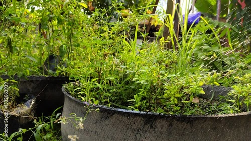 Lush green plants cultivated in old tire containers in an outdoor environment, featuring plants watered with a plant sprayer.