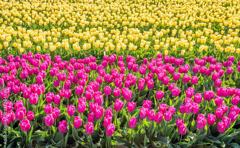 Light yellow and dark pink flowering tulip bulbs next to each other in flower beds of a specialized Dutch bulb nursery. The photo was taken on a sunny day at the beginning of the spring season.