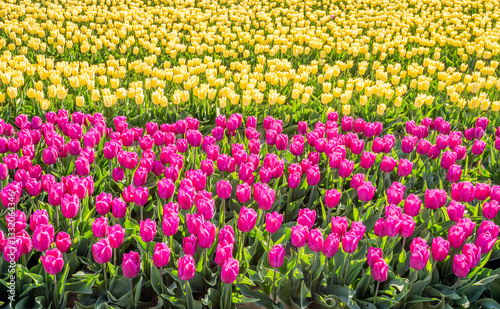 Obraz na płótnie Light yellow and dark pink flowering tulip bulbs next to each other in flower beds of a specialized Dutch bulb nursery. The photo was taken on a sunny day at the beginning of the spring season. w salonie
