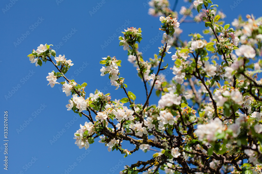 White apple blossoms bloom on a branch, spring awakening. White apple blossoms bloom on a branch, spring awakening.