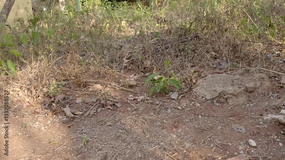 Small street dog poppy is walking in a tropical landscape. These clips are from Brazil where a lot of abandoned dogs live as street dogs causing both health and environmental problems Small street dog poppy is walking in a tropical landscape. These clips are from Brazil where a lot of abandoned dogs live as street dogs causing both health and environmental problems