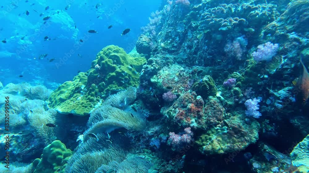 Richelieu Rock, Thailand: Underwater footage on a scuba diving trip in the famous Richelieu Rock healthy coral reef in the Andaman sea near Khao Lak in Thailand. 