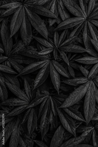 Monochrome Foliage with Intricate Leaf Shapes in Shadow