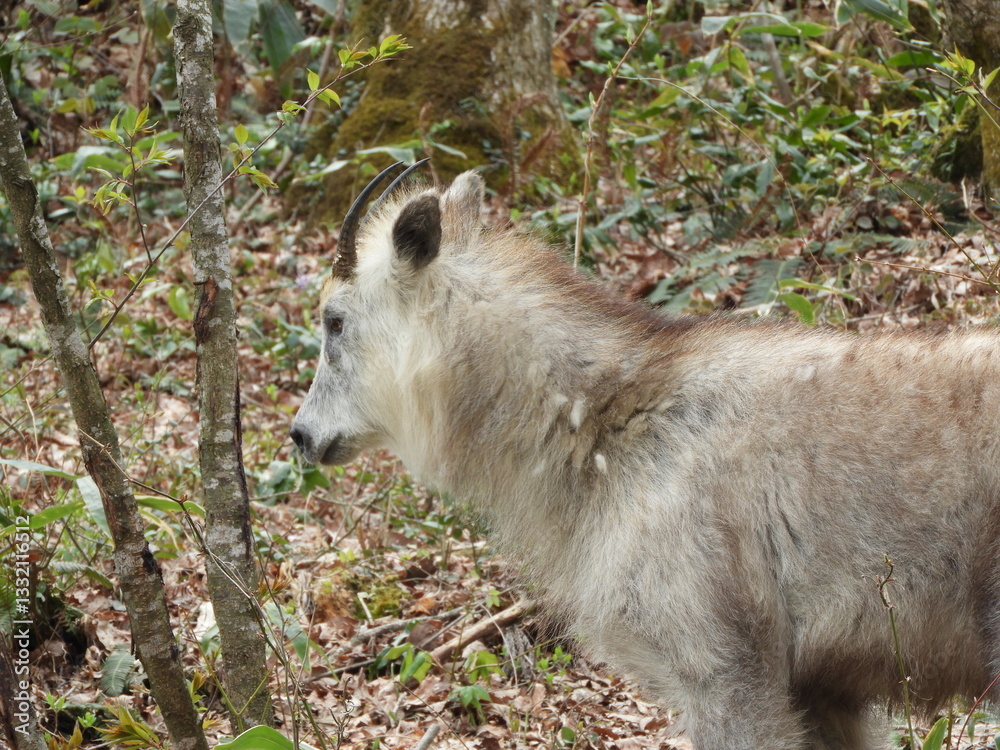 Fototapeta premium ニホンカモシカ