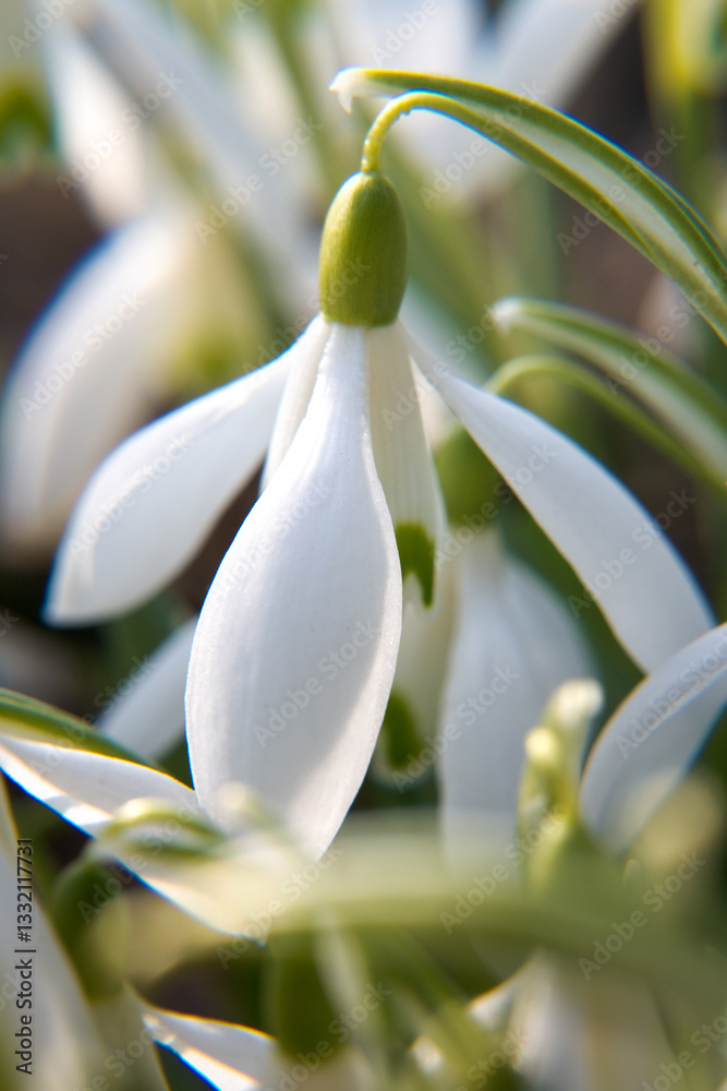 Blooming spring flowers, snowdrops. Spring garden.