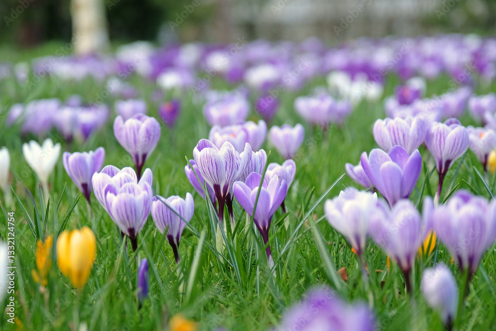 Purple and white striped crocus vernus ‘Pickwick’ in flower Purple and white striped crocus vernus ‘Pickwick’ in flower