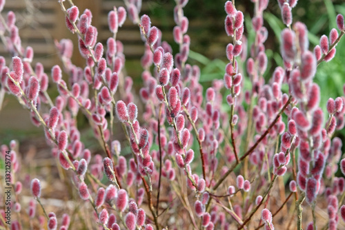 The red furry catkins of Salix gracilistyla, Korean Willow,  ‘Mount Aso’ .