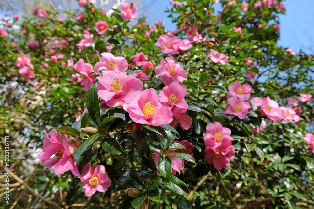Pink Camellia x williamsii ‘Mary Christian’ in flower. Pink Camellia x williamsii ‘Mary Christian’ in flower.