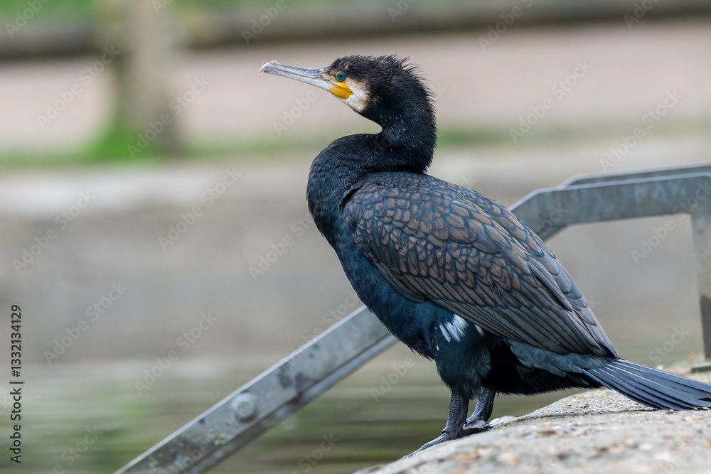 Fototapeta premium Great Cormorant (Phalacrocorax carbo) Portrait at the Water's Edge