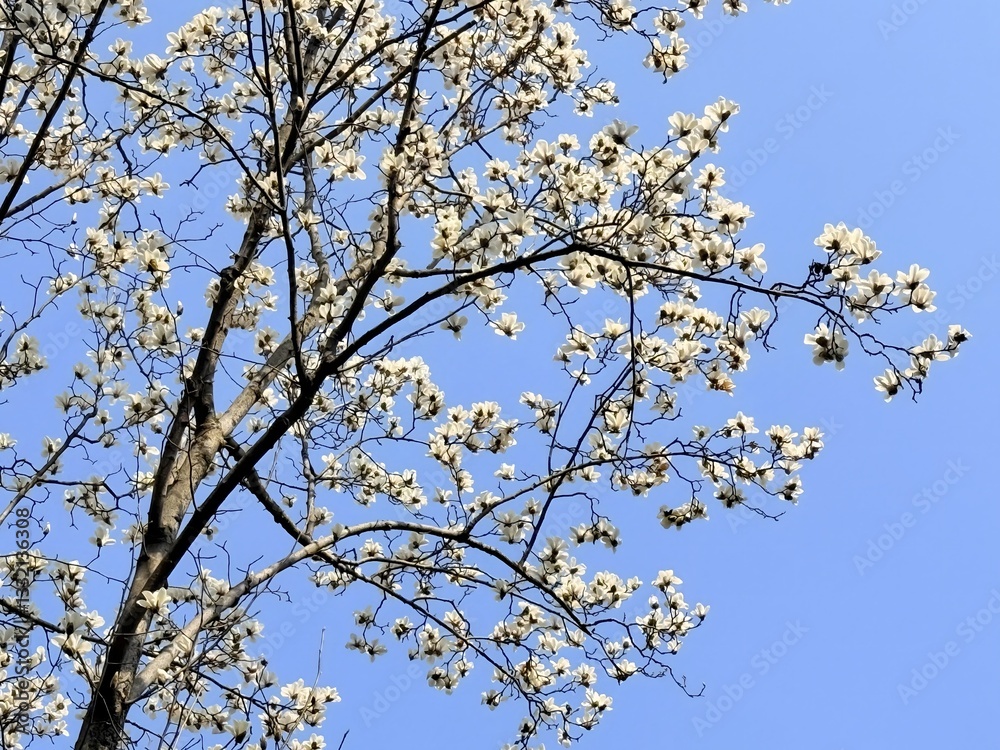 Fototapeta premium Magnolia Tree in Bloom