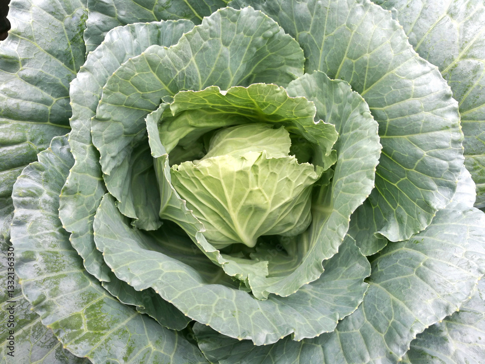Fototapeta premium Fresh cabbage from farm field. View of green cabbages plants.