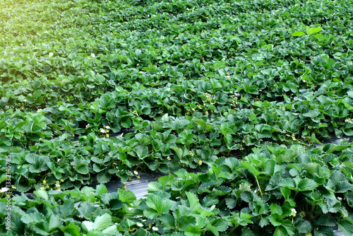 Wallpaper Mural Strawberry plants Torontodigital.ca
