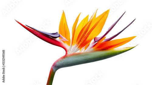 Bird of paradise flower blooming with transparent background