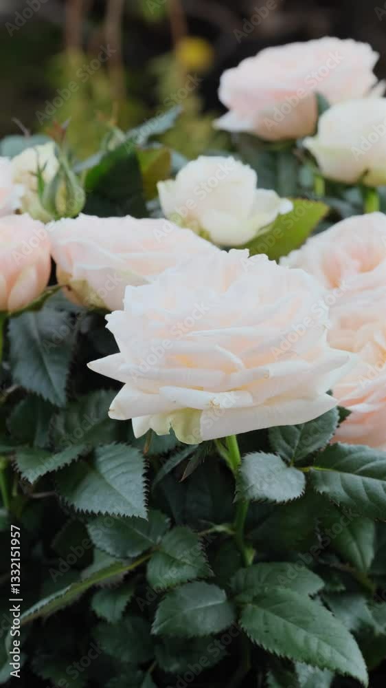 Close-up of delicate white and soft pink roses in full bloom, surrounded by lush green leaves. A peaceful floral scene perfect for weddings, nature themes, and romantic settings