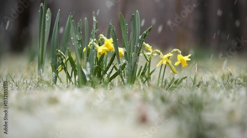 daffodils, narcissus in spring in the snow