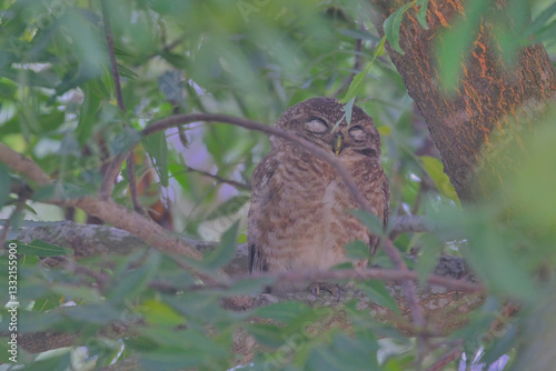 Spotted owlet