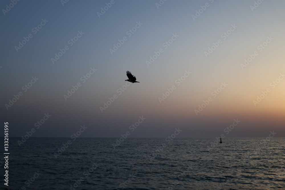 Fototapeta premium Bird ocean sunset. High quality photo