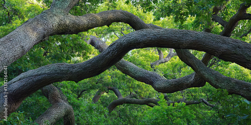 Intertwined Oak Tree Branches and Canopy Intertwined Oak Tree Branches and Canopy