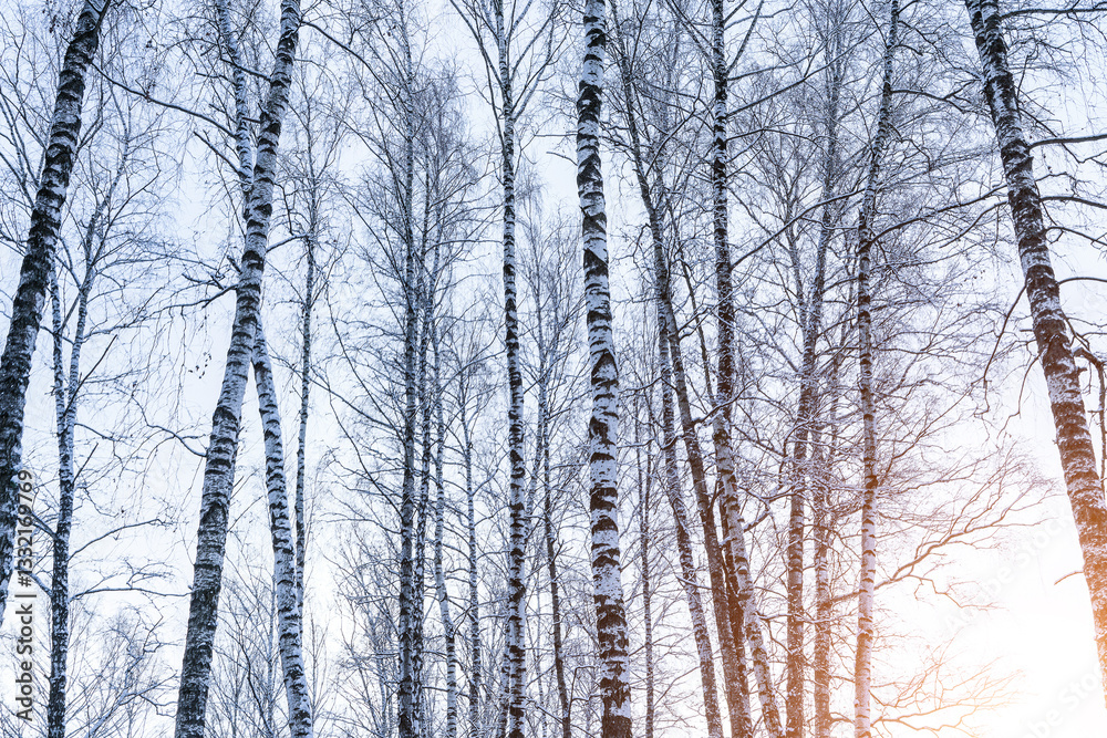 Birch grove after a snowfall on a winter. Sunlight breaking through the branches. Birch grove after a snowfall on a winter. Sunlight breaking through the branches.