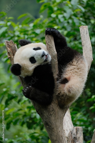 Cute Panda Eating Bamboo of Chengdu