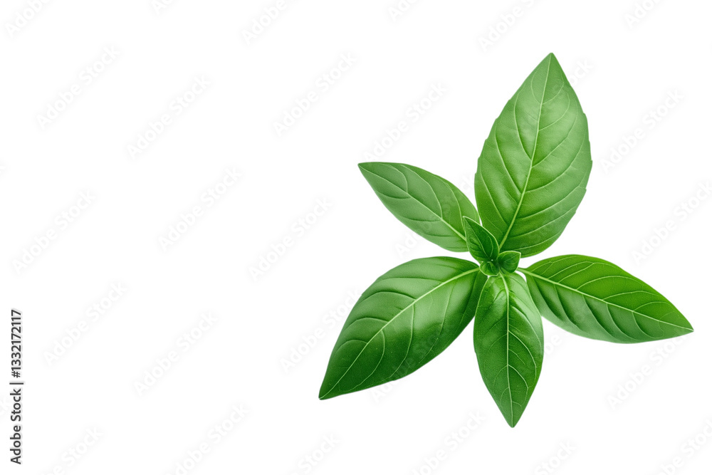 Fresh green basil leaves on PNG and transparent background Fresh green basil leaves on PNG and transparent background