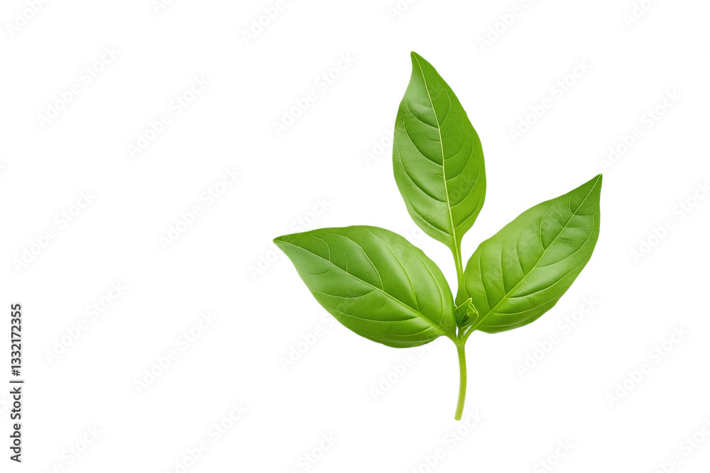 Fresh green basil leaves on PNG and transparent background Fresh green basil leaves on PNG and transparent background