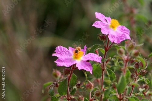 Bright flowers in a city park in Israel.