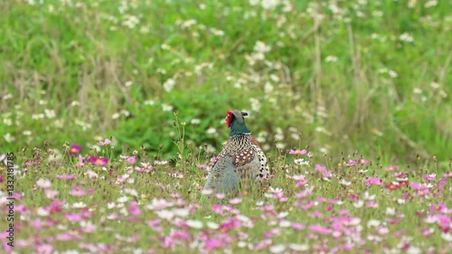 Close-up of Ring-necked Pheasant male in a flower field.
