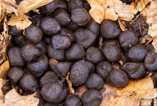 Close-up of deer droppings on foliage in the forest
