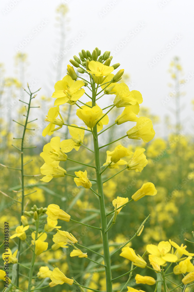 Obraz premium Mustard flower field is full blooming, yellow mustard field landscape industry of agriculture, mustard flowers closeup photo, Oil seed crop cultivation in Pakistan, Full Blooming Yellow Mustard Flower