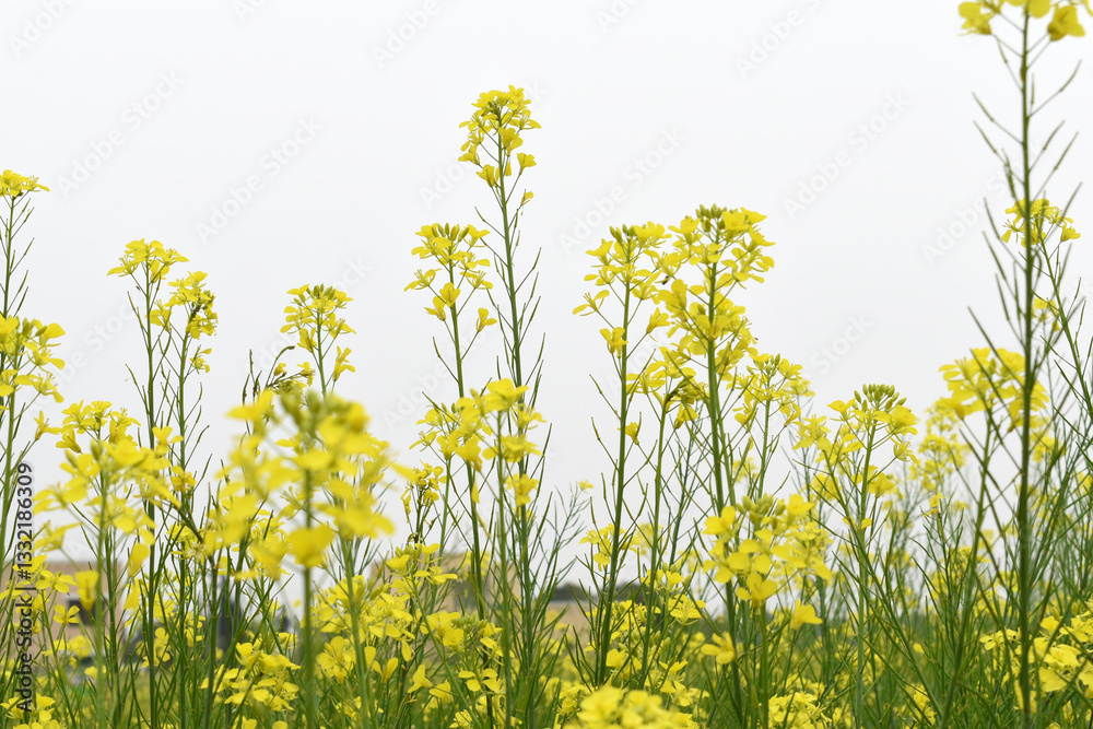 Mustard flower field is full blooming, yellow mustard field landscape industry of agriculture, mustard flowers closeup photo, Oil seed crop cultivation in Pakistan, Full Blooming Yellow Mustard Flower Mustard flower field is full blooming, yellow mustard field landscape industry of agriculture, mustard flowers closeup photo, Oil seed crop cultivation in Pakistan, Full Blooming Yellow Mustard Flower