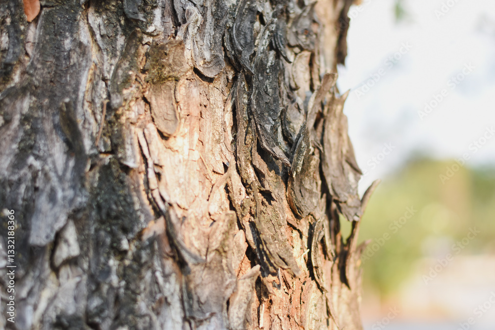 close-up of tree bark beautifully highlights its intricate textures and natural peeling layers. close-up of tree bark beautifully highlights its intricate textures and natural peeling layers.
