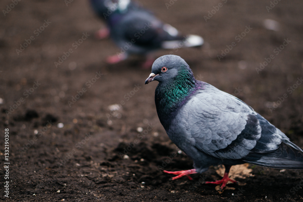 A close-up of a pigeon walking on the ground, showcasing its vibrant iridescent feathers and striking red feet A close-up of a pigeon walking on the ground, showcasing its vibrant iridescent feathers and striking red feet