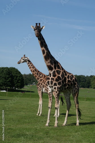 giraffe in the zoo