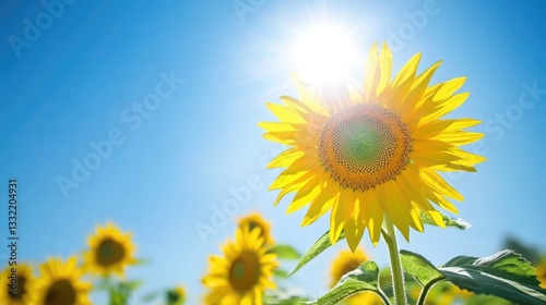 A bright sunflower field stretching into the distance under a clear blue sky.