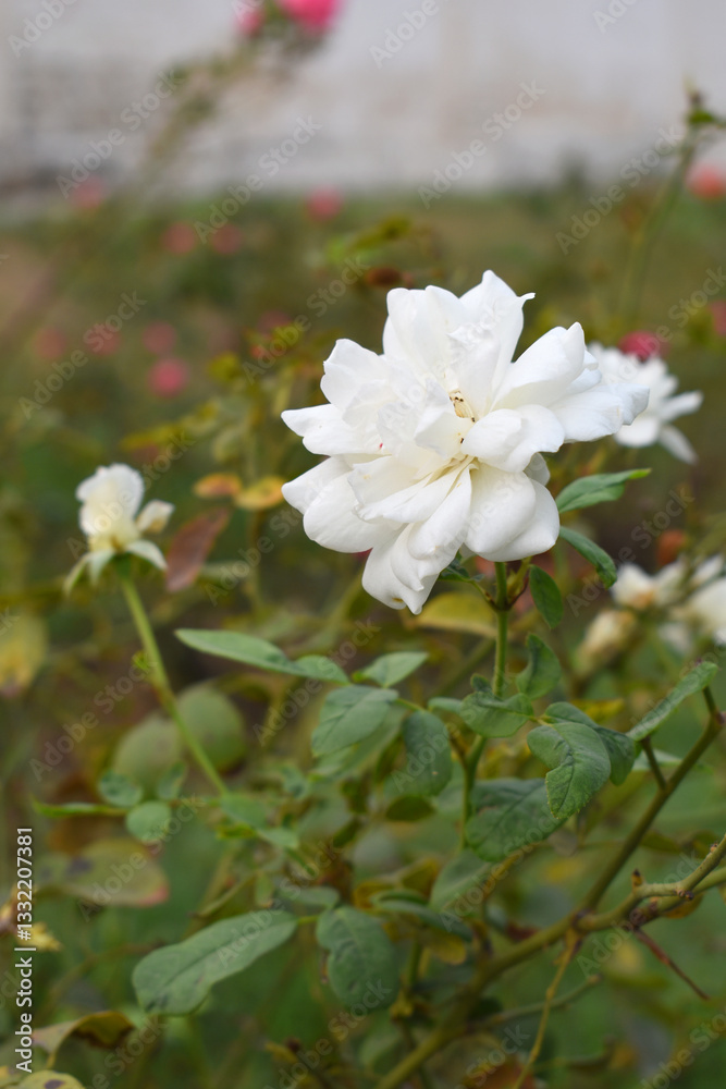 Obraz premium Beautiful white rose flower closeup in garden, A very beautiful white rose flower bloomed on the rose tree, Rose flower closeup, bloom flowers, Natural spring flower, Natural floral background,