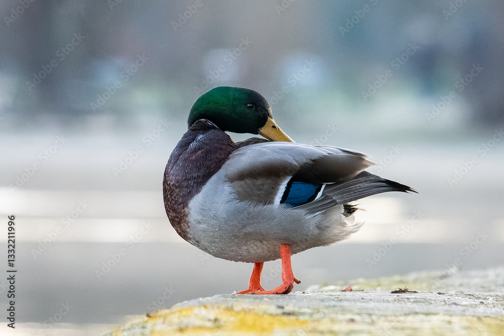 Fototapeta premium Male Mallard Duck Swimming in the Water (Anas platyrhynchos)