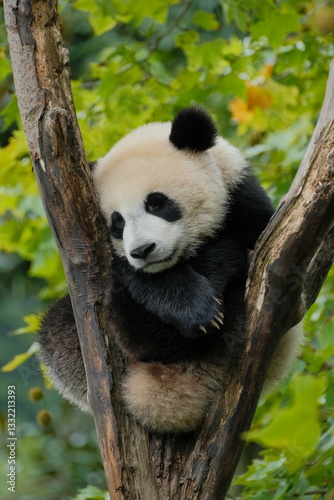 Giant Panda Playing in Chengdu