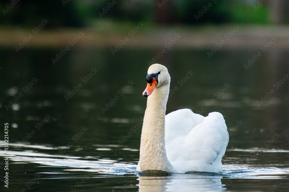 Mute Swan (Cygnus olor) Swimming Mute Swan (Cygnus olor) Swimming