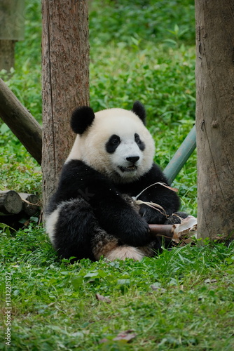Giant Panda Playing in Chengdu