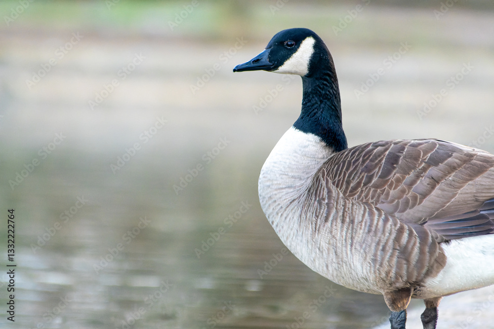 Obraz premium Close-up Portrait of a Canada Goose (Branta canadensis)