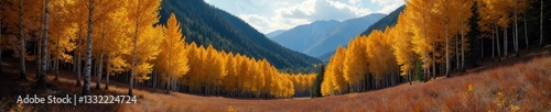 Aspen trees, Colorado mountain forest, crisp air, vibrant, trees, gold