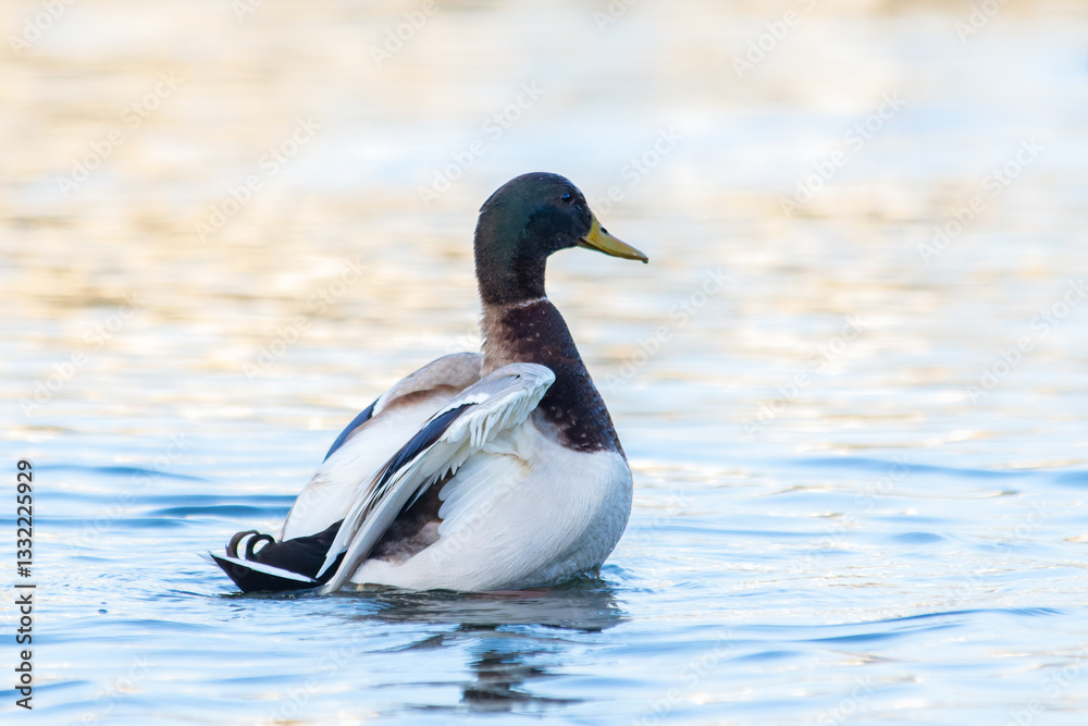 Fototapeta premium Male Mallard Duck Shaking Its Wings, Splashing Above the Water (Anas platyrhynchos)