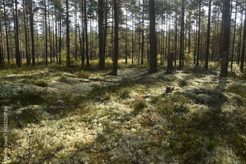 A dark green mossy forest deep in the woods of Scandinavia