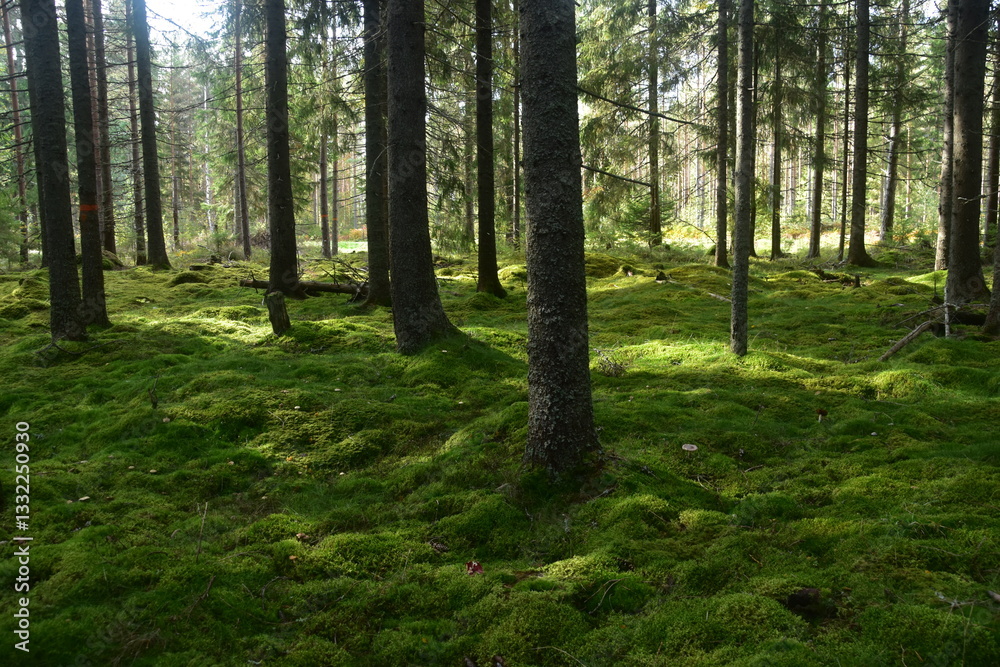 Fototapeta premium A dark green mossy forest deep in the woods of Scandinavia