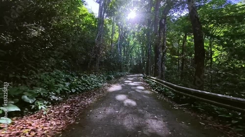 Scenic road through a lush tropical forest with sunlight filtering through trees