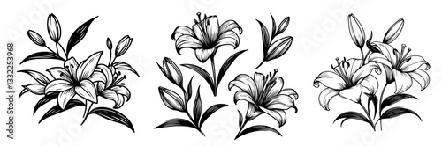 elegant black and white lily flower bouquet vector illustrations