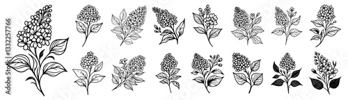 lilac flower botanical illustration set silhouette vector black shape