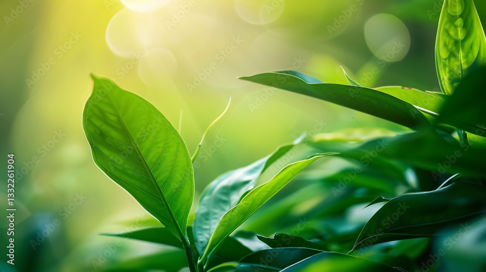 Fototapeta premium Nature of green leaves in a garden during summer. Natural green plants used as spring background, cover page, greenery, environment, and ecology wallpaper.